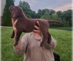 Small Photo #2 Labrador Retriever Puppy For Sale in WARRENTON, MO, USA