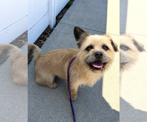 Medium Photo #3 Border Terrier-Unknown Mix Puppy For Sale in Newport Beach, CA, USA
