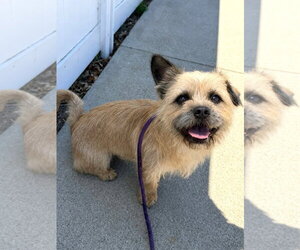 Nico - Male Border Terrier-Unknown Mix Dog for Adoption - Photo #3