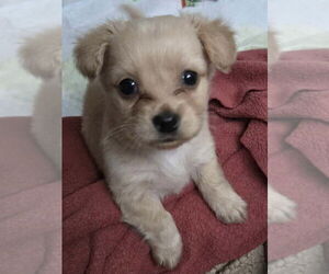 ShiChi Dogs for adoption in Banning, CA, USA