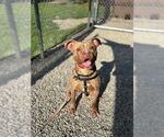 Small #3 American Staffordshire Terrier