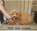 Small Photo #5 Cavapoo Puppy For Sale in CLARKRANGE, TN, USA