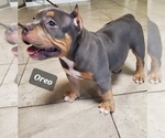 Small Photo #23 American Bully Puppy For Sale in ROCKVILLE, MD, USA
