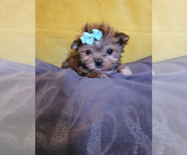 Medium Photo #17 Morkie Puppy For Sale in OTTAWA, OH, USA