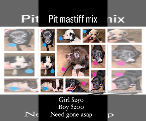 American Mastiff-American Pit Bull Terrier Mix Puppy for sale in WARREN, MI, USA