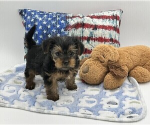Yorkshire Terrier Puppy for Sale in WOODBRIDGE, Virginia USA
