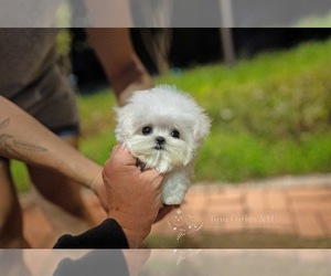Maltese Puppy for sale in ASTORIA, NY, USA