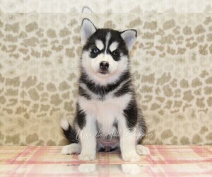Pomsky Puppy for sale in DENVER, PA, USA