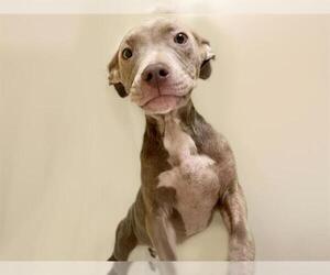 American Pit Bull Terrier-Unknown Mix Dogs for adoption in Tulsa, OK, USA