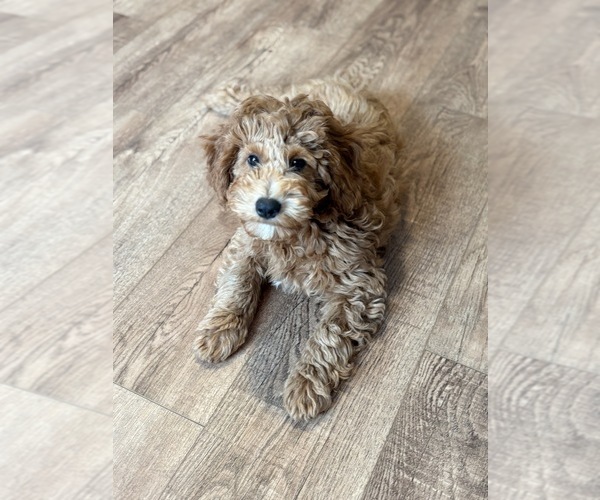 Medium Photo #3 Goldendoodle (Miniature) Puppy For Sale in SAINT MARYS, KS, USA
