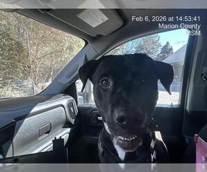 Labrador Retriever-Unknown Mix Dogs for adoption in Ocala, FL, USA