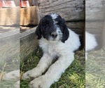 Small Photo #4 Double Doodle Puppy For Sale in GARDNERVILLE, NV, USA