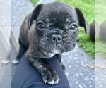 Small #6 French Bulldog