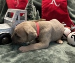 Puppy Iggy Azalea Cane Corso