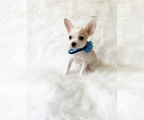 Medium Photo #3 Chihuahua Puppy For Sale in SACRAMENTO, CA, USA