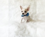 Small #2 Chihuahua