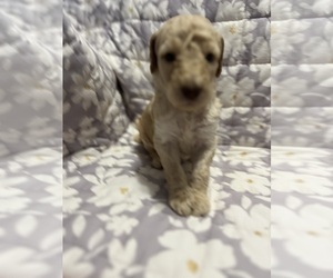 Poodle (Standard) Puppy for sale in FOUNTAIN, CO, USA