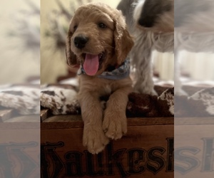 Goldendoodle Puppy for sale in BETHANY, MO, USA