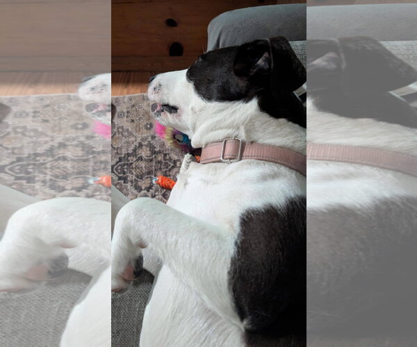 Medium Photo #4 Borador Puppy For Sale in Alexander, AR, USA