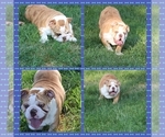 Small #1 English Bulldog