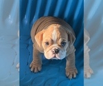 Small Photo #5 Bulldog Puppy For Sale in LOUISVILLE, KY, USA