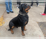 Small #1 Rottweiler