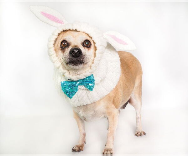 Medium Photo #2 Chihuahua-Unknown Mix Puppy For Sale in phoenix, AZ, USA