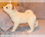 Small Photo #4 Shiba Inu Puppy For Sale in WILLIMANTIC, CT, USA