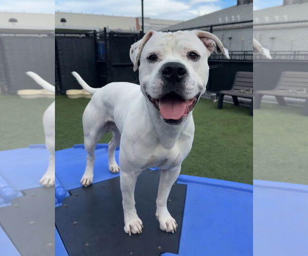 Medium Photo #5 Argentinian Mastiff-Unknown Mix Puppy For Sale in Goodyear, AZ, USA