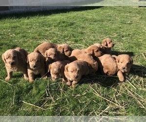 Miniature Labradoodle Puppy for Sale in BOWLING GREEN, Kentucky USA