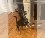 Elaine - Female American Rat Pinscher Dog for Adoption - Small photo