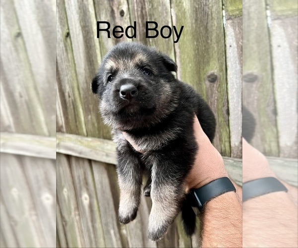 Medium Photo #2 German Shepherd Dog Puppy For Sale in BRANDON, MS, USA