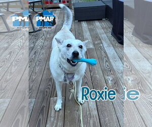 Roxie - Female Siberian Husky-Unknown Mix Dog for Adoption - Photo #2