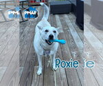 Small #1 Siberian Husky Mix