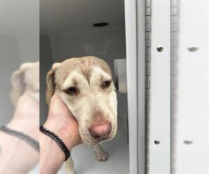 Labrador Retriever-Unknown Mix Dogs for adoption in Houston, TX, USA