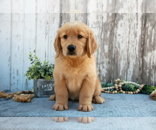 Medium Photo #7 Golden Retriever Puppy For Sale in HOLMESVILLE, OH, USA