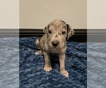 Small Photo #2 Great Dane Puppy For Sale in SHREVEPORT, LA, USA
