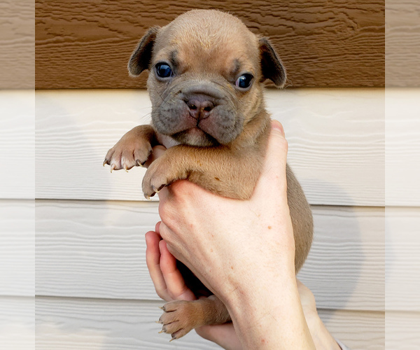 Medium Photo #6 American Bully Puppy For Sale in PASCO, WA, USA