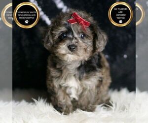YorkiePoo Puppy for sale in WARSAW, IN, USA