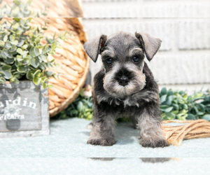 Medium Schnauzer (Miniature)
