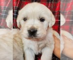 Small Photo #4 English Cream Golden Retriever Puppy For Sale in COLLEGEVILLE, PA, USA
