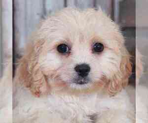 Cavachon Puppy for sale in MOUNT VERNON, OH, USA