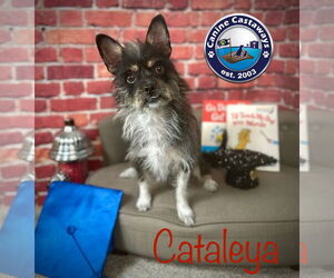 Cataleya - Female Toxirn Dog for Adoption - Photo #6