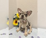 Small #1 French Bulldog