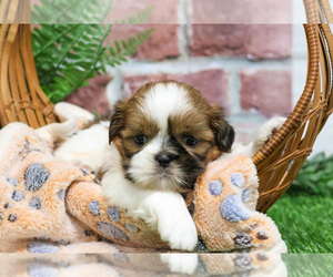 Shih Tzu Puppy for sale in SYRACUSE, IN, USA