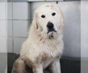 Great Pyrenees Dogs for adoption in San Antonio, TX, USA