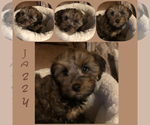Small Photo #14 YorkiePoo Puppy For Sale in SEYMOUR, IN, USA