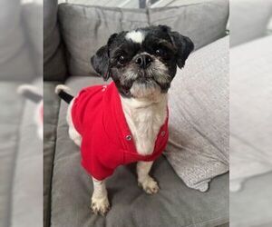 Shih Tzu Dogs for adoption in Fremont, CA, USA