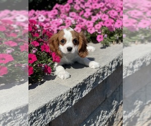 Cavalier King Charles Spaniel Puppy for sale in CANOGA, NY, USA