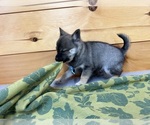 Small #4 Alaskan Klee Kai-Pomeranian Mix